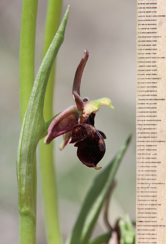 Изображение особи Ophrys &times; aghemanii.