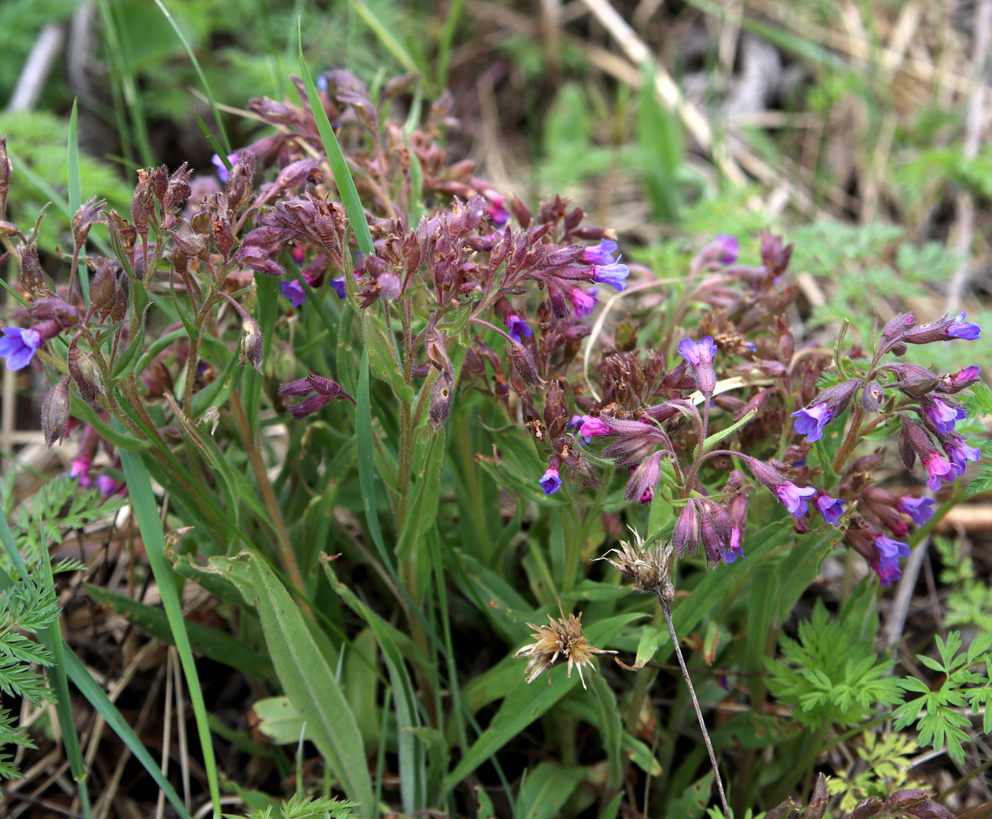 Image of Pulmonaria angustifolia specimen.