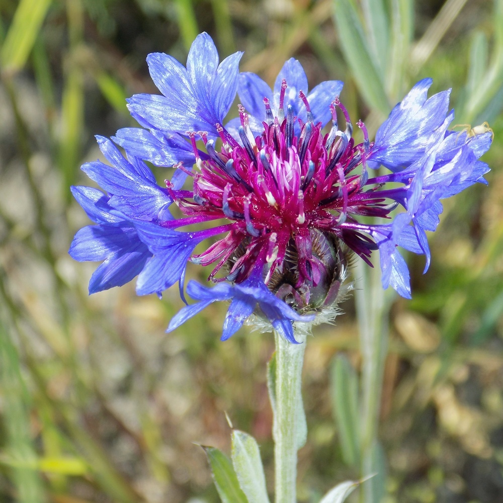 Image of Centaurea czerkessica specimen.