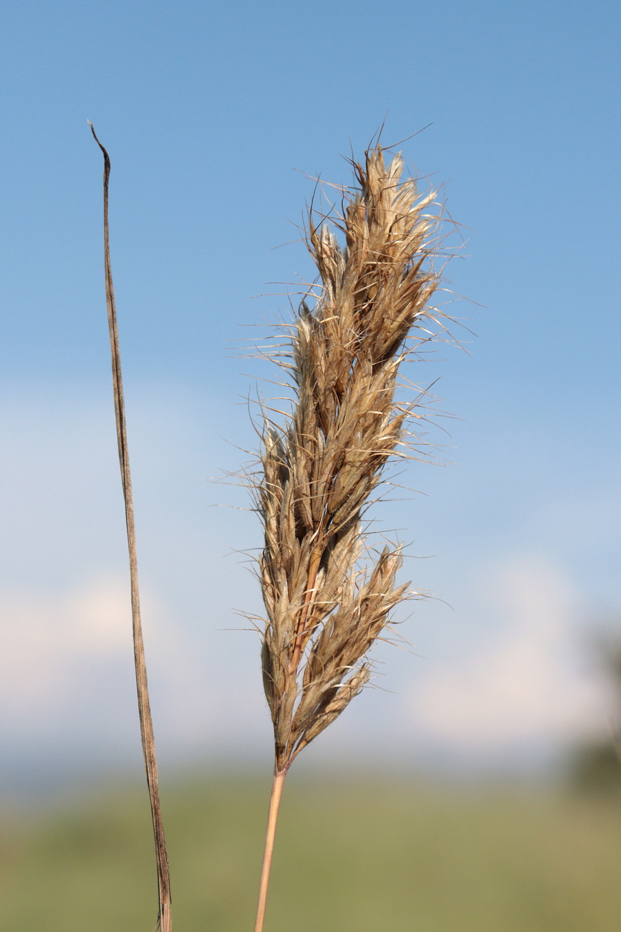 Image of Bromus scoparius specimen.