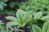 Rodgersia aesculifolia