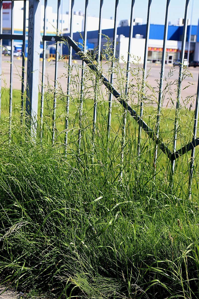 Image of Festuca arundinacea specimen.