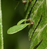 Woodwardia prolifera