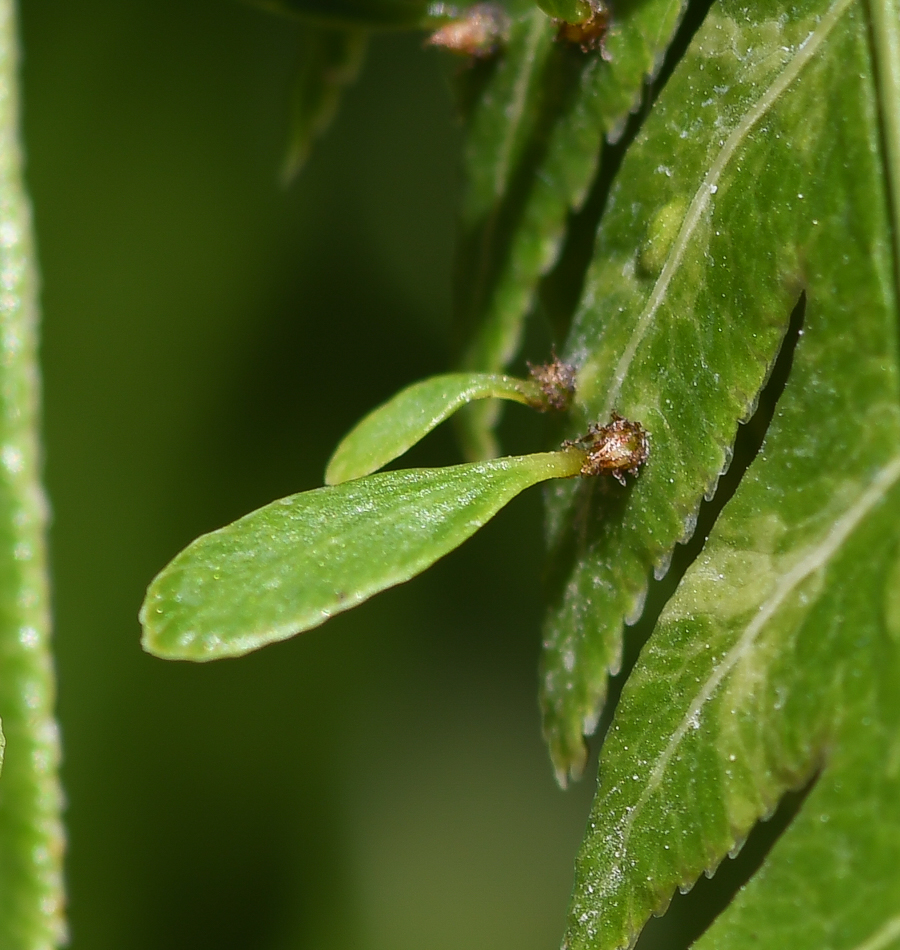 Изображение особи Woodwardia prolifera.