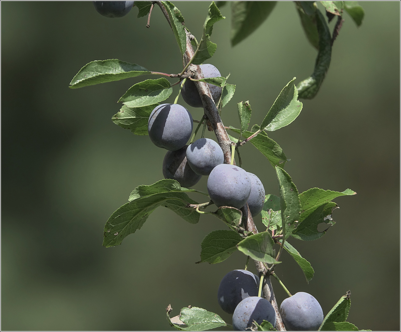 Изображение особи Prunus spinosa.