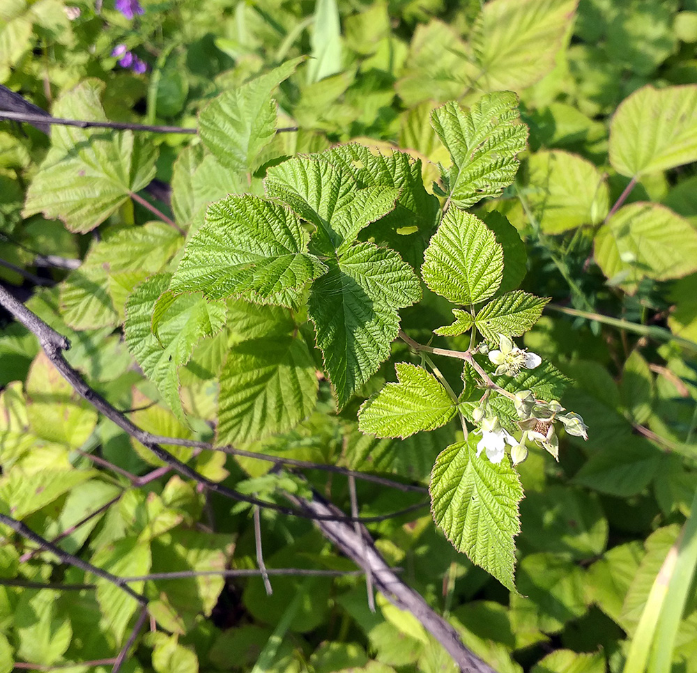 Image of Rubus &times; idaeoides specimen.