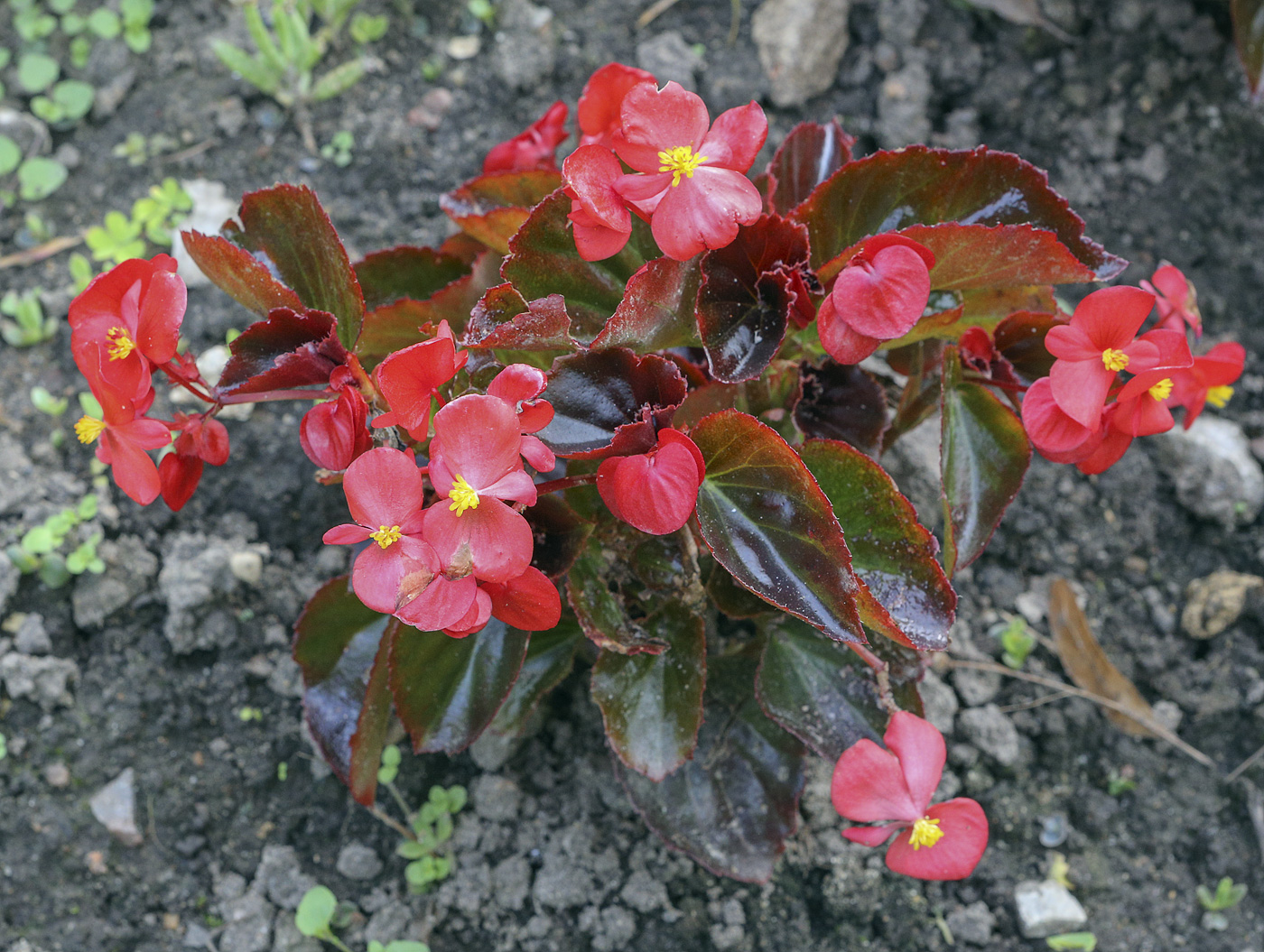Image of Begonia &times; hortensis specimen.