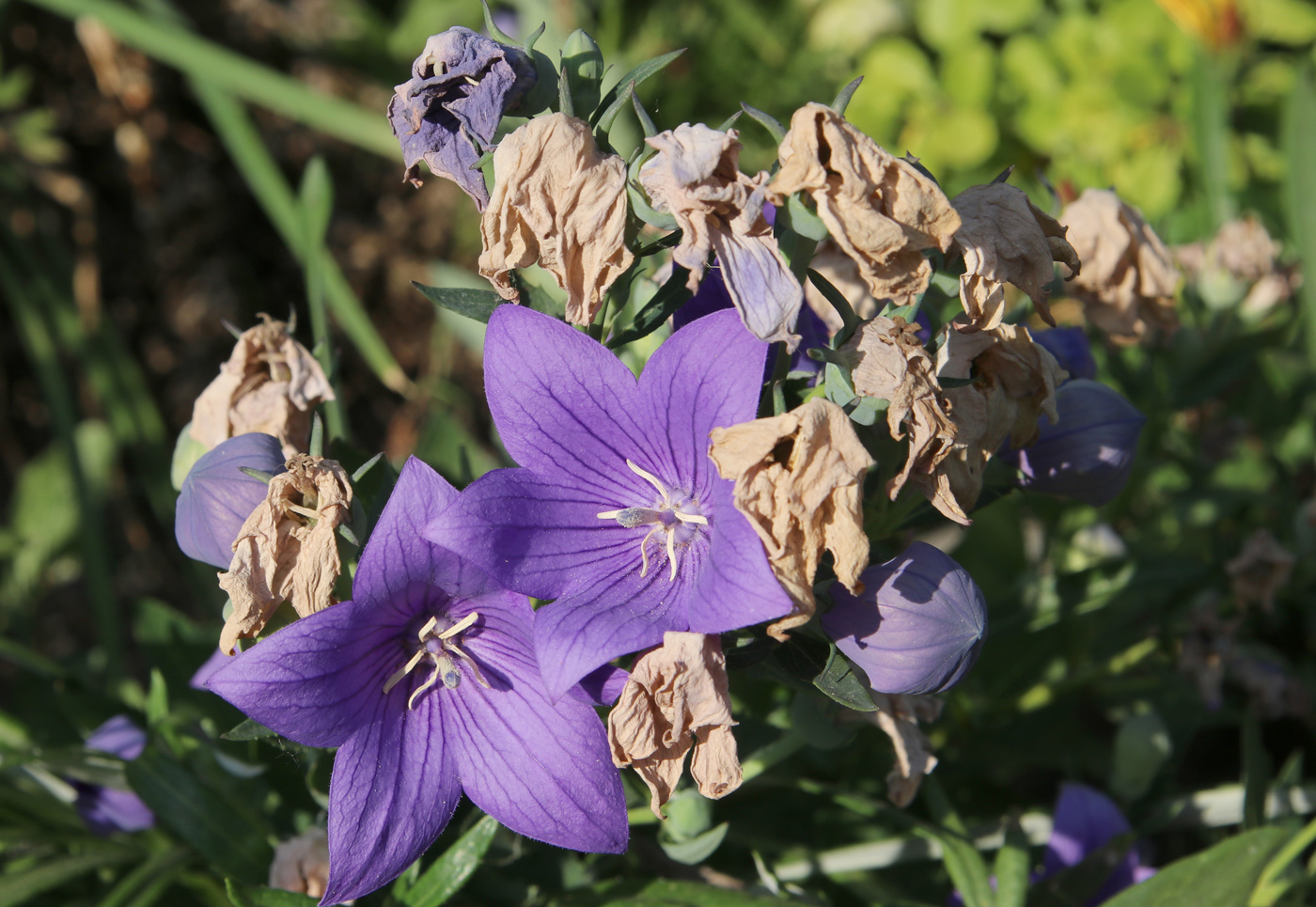 Image of Platycodon grandiflorus specimen.