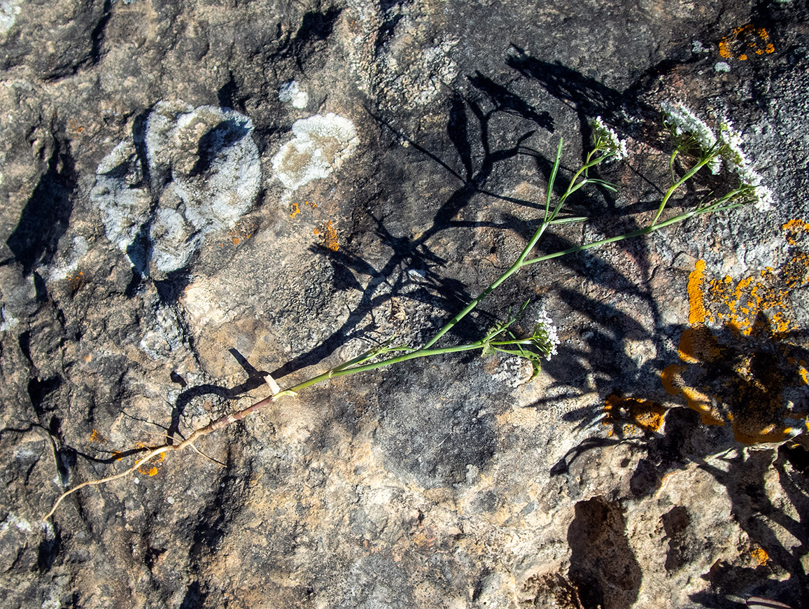 Image of familia Apiaceae specimen.