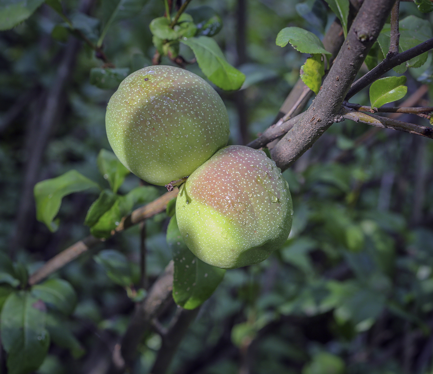 Image of Chaenomeles &times; superba specimen.