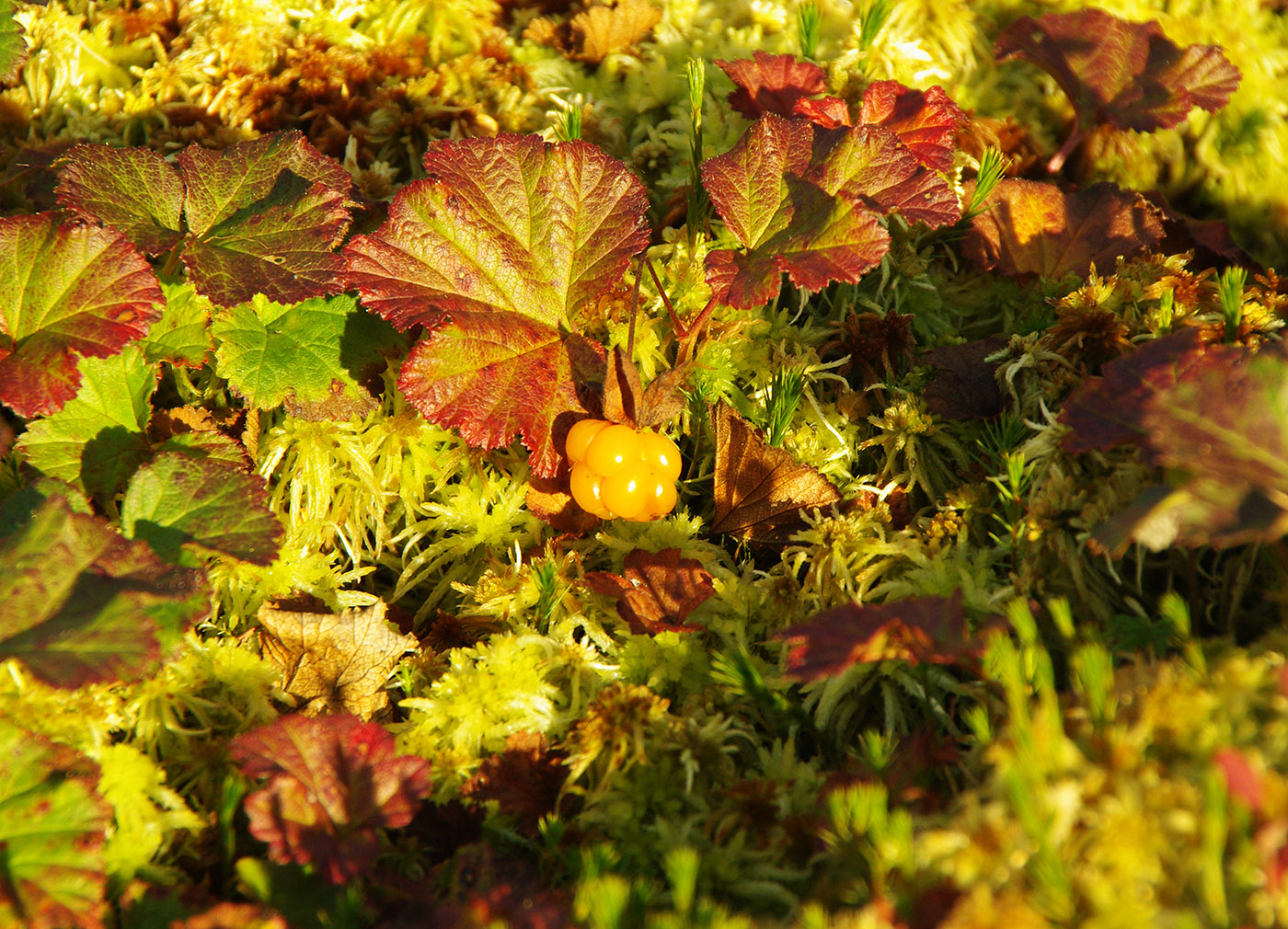 Изображение особи Rubus chamaemorus.