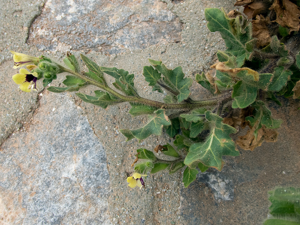 Image of Hyoscyamus albus specimen.