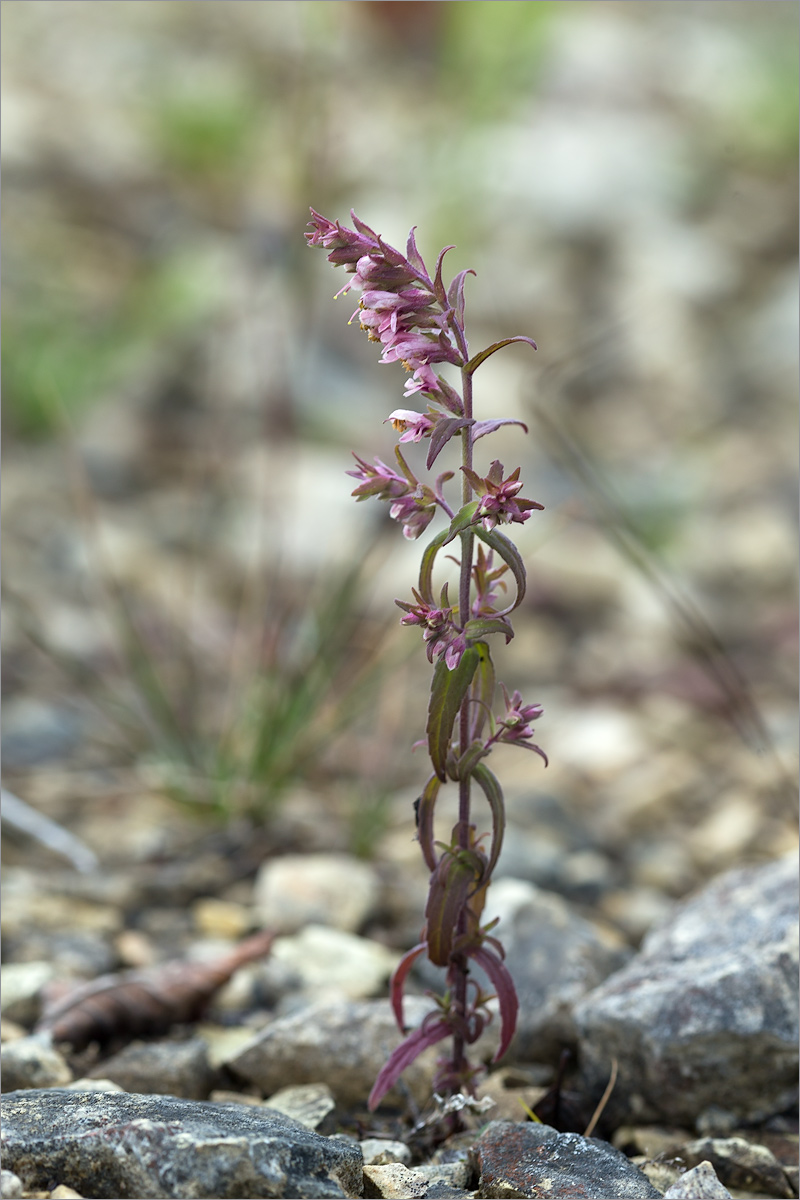 Изображение особи Odontites vulgaris.