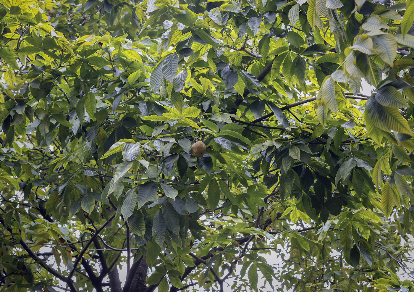 Image of Aesculus flava specimen.