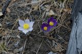 Pulsatilla multifida