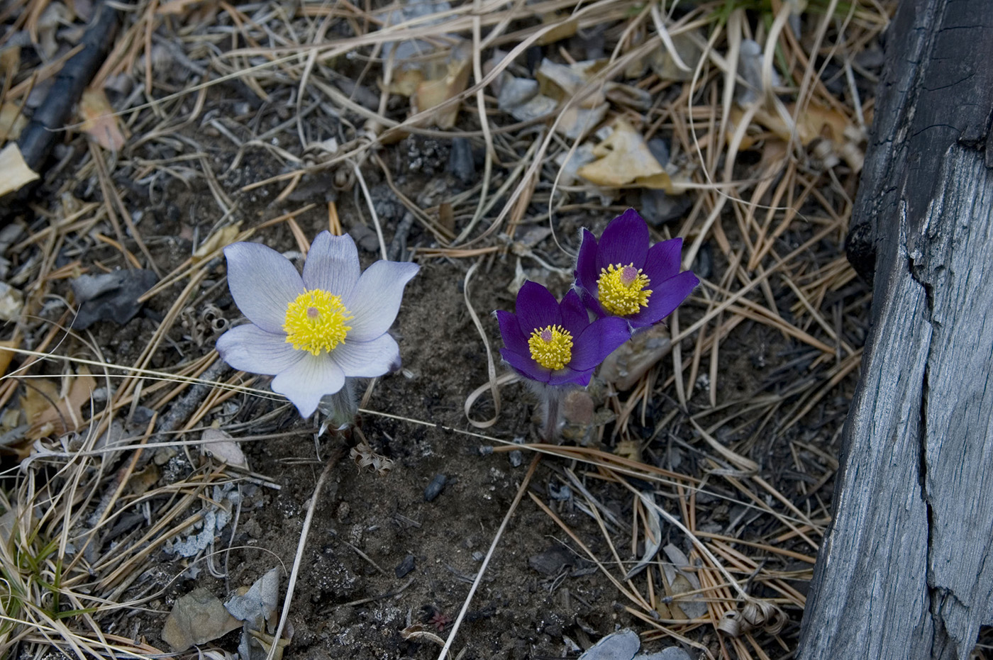 Изображение особи Pulsatilla multifida.