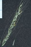 Image of taxon representative. Author is Николай Мыльников