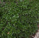 genus Myoporum