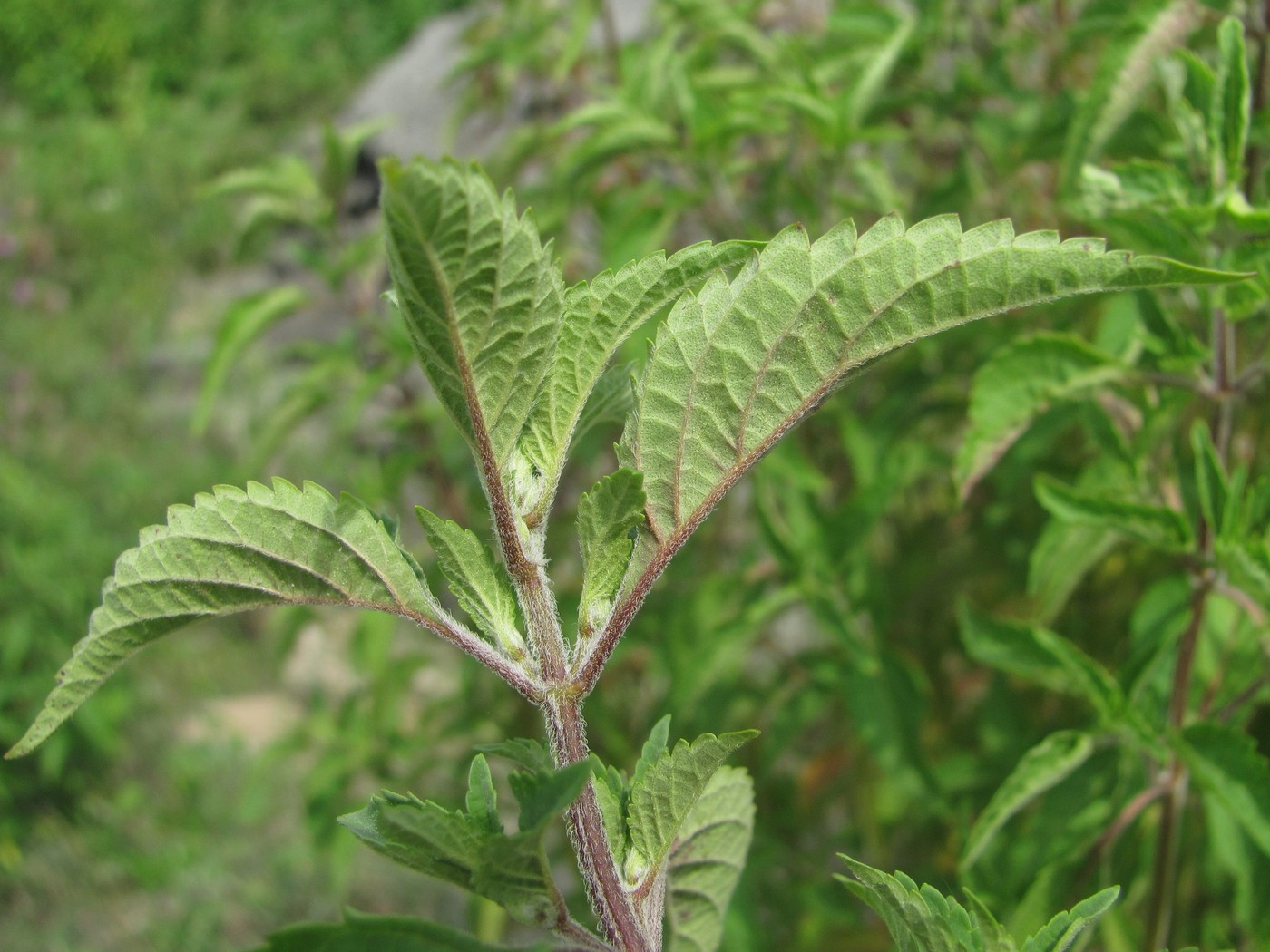 Image of Elsholtzia ciliata specimen.