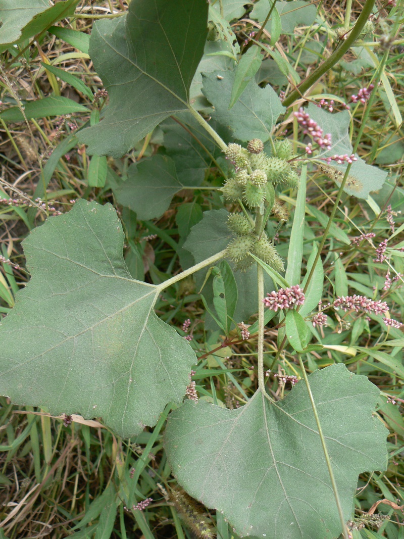 Image of Xanthium strumarium specimen.