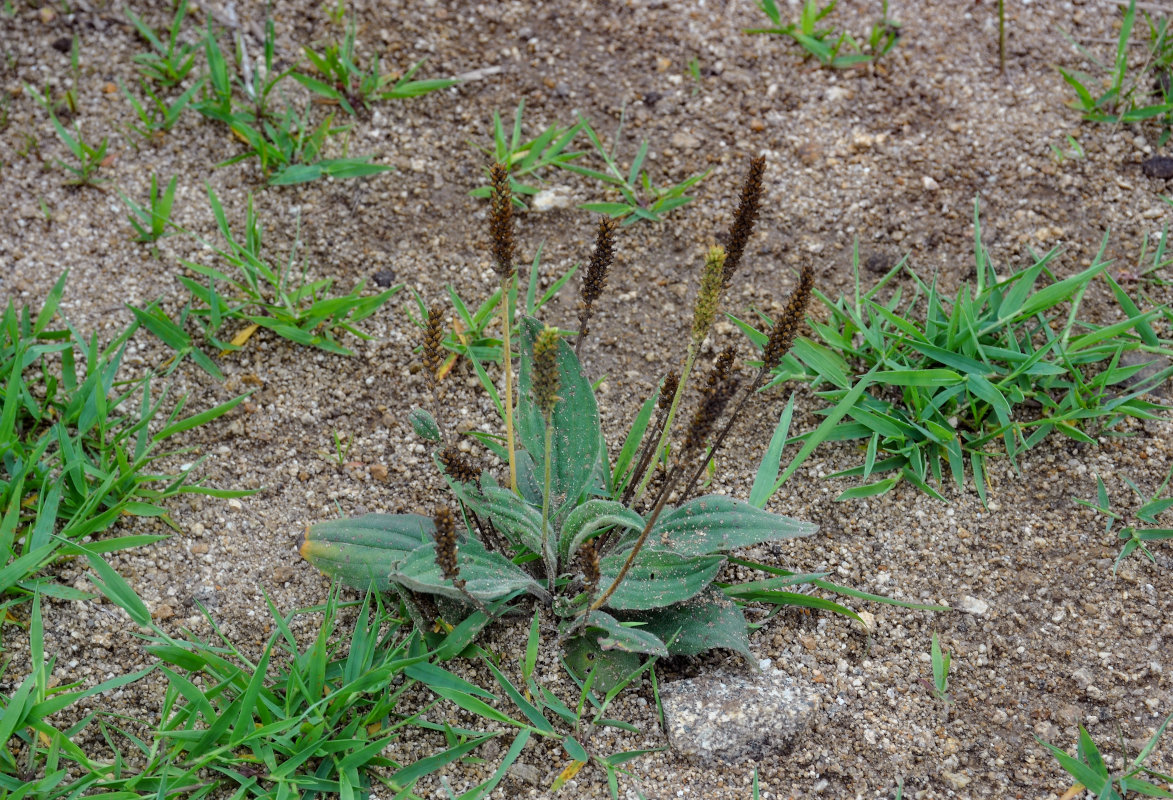 Изображение особи род Plantago.