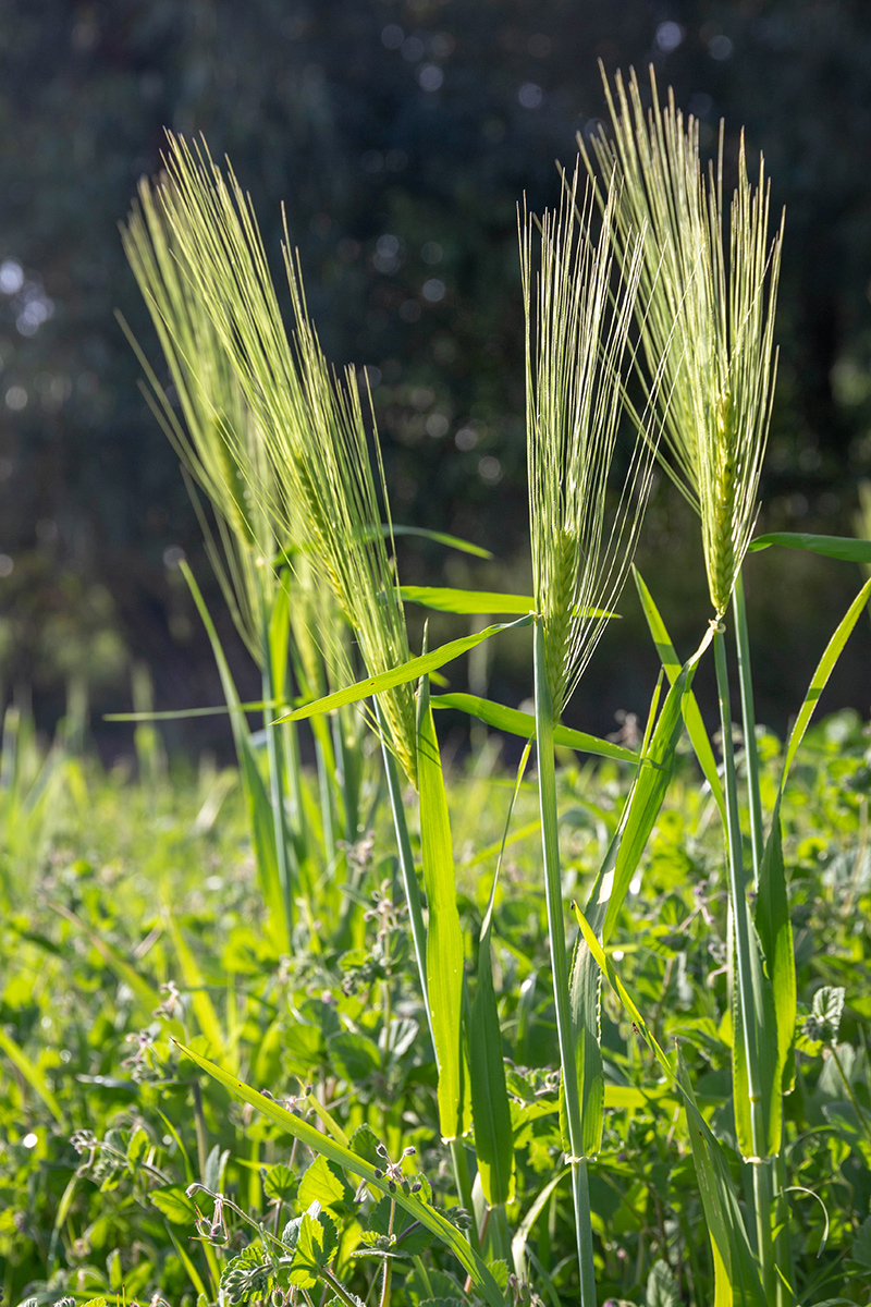 Изображение особи Hordeum spontaneum.