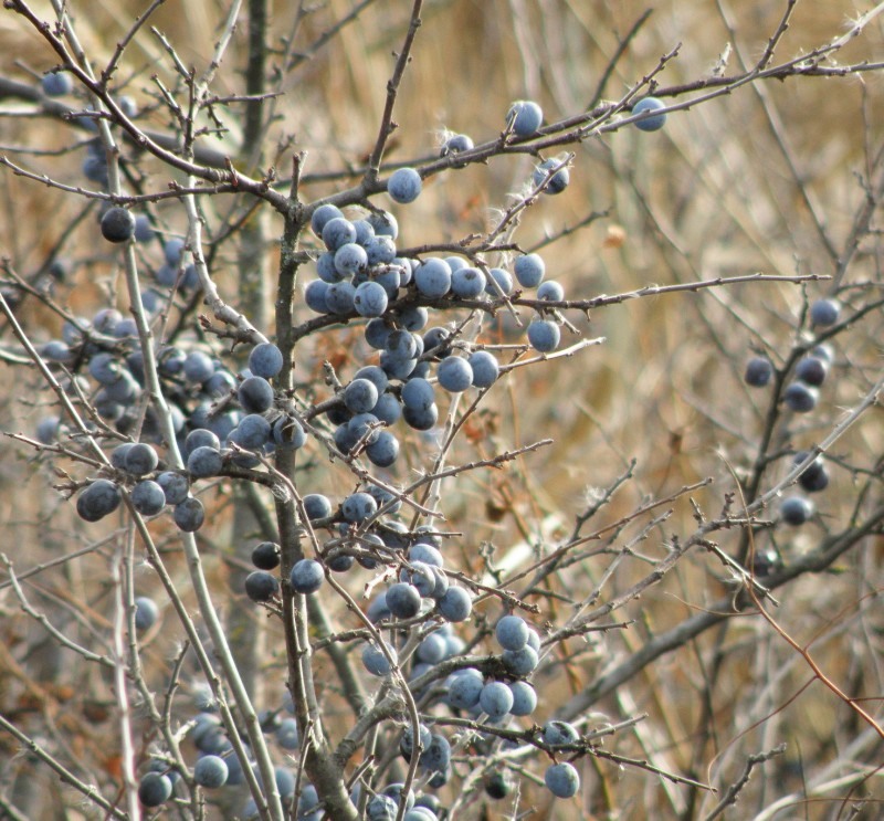 Изображение особи Prunus stepposa.