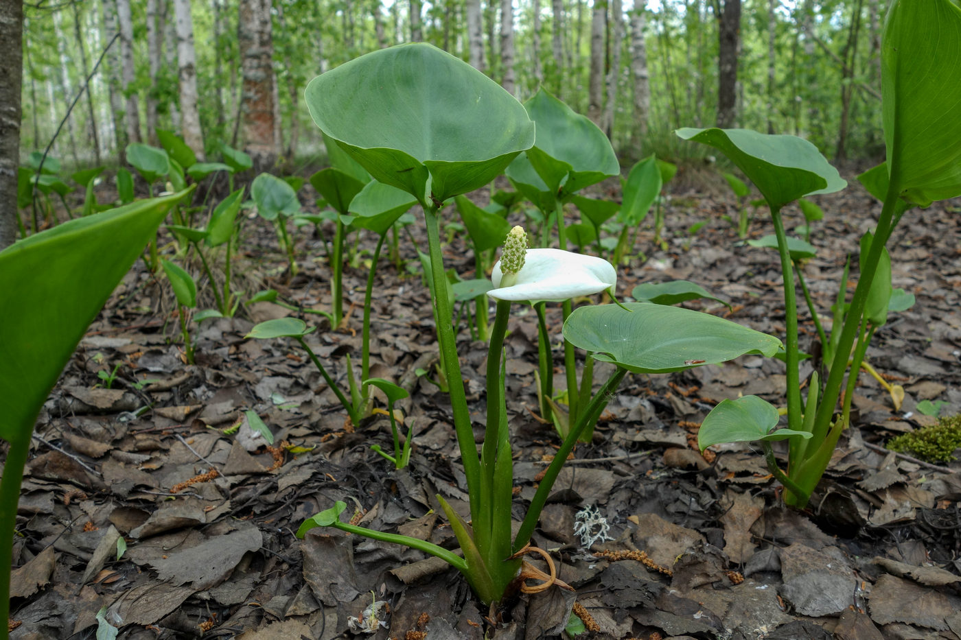 Image of Calla palustris specimen.