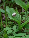 Cypripedium guttatum. Расцветающее растение. Красноярский край, Берёзовский р-н, национальный парк \"Красноярские Столбы\", Центральные Столбы, смешанный лес. 05.06.2022.