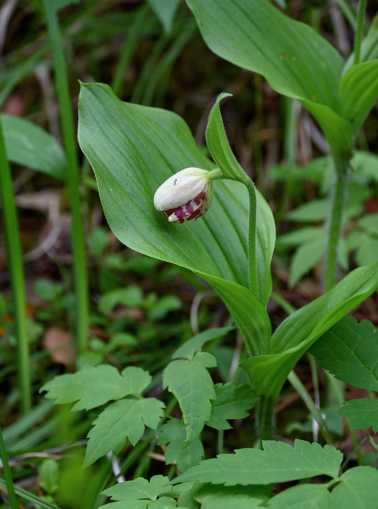 Изображение особи Cypripedium guttatum.