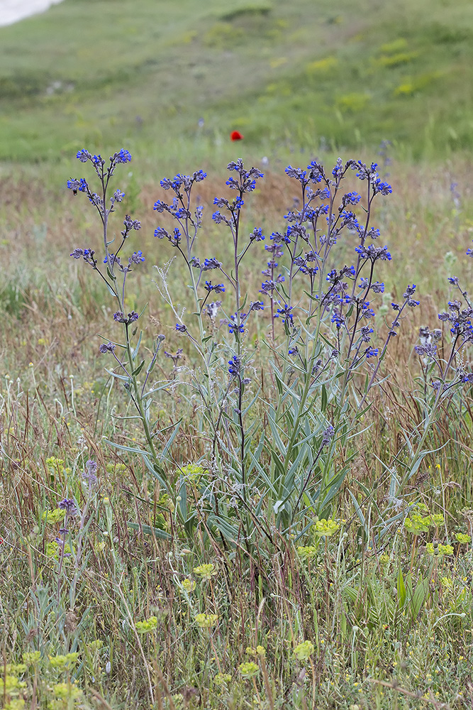 Image of Anchusa leptophylla specimen.