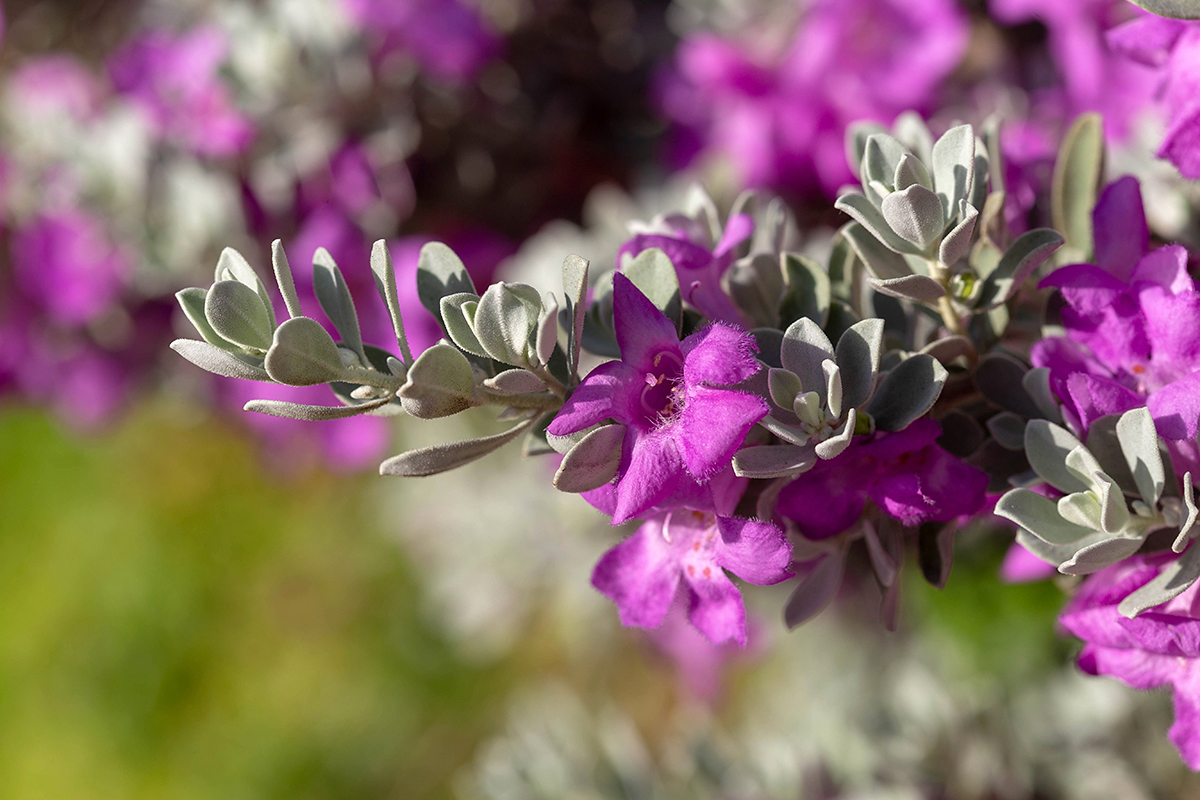 Изображение особи Leucophyllum frutescens.