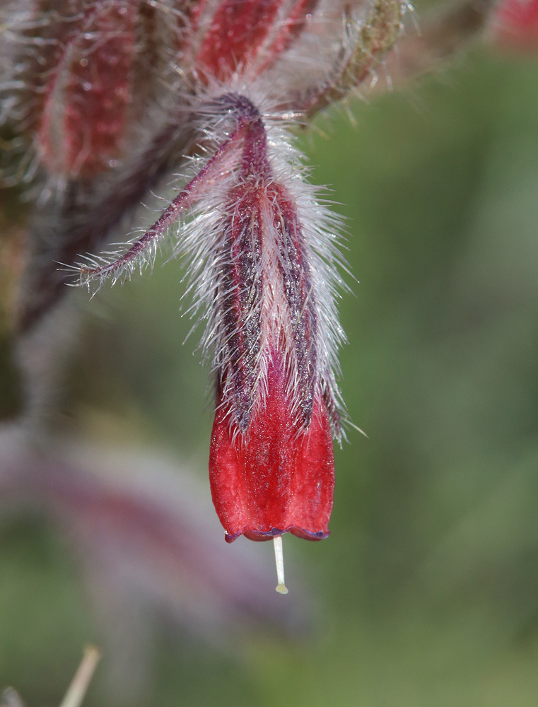 Image of Onosma polychroma specimen.