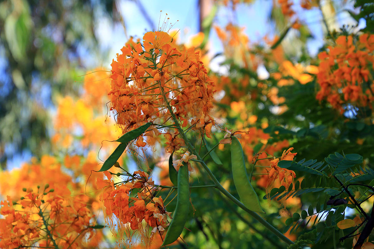 Image of Caesalpinia pulcherrima specimen.