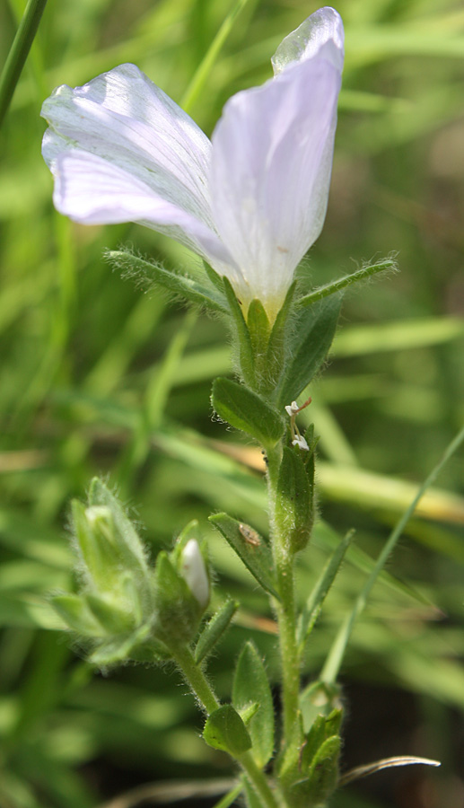 Изображение особи Linum hirsutum.