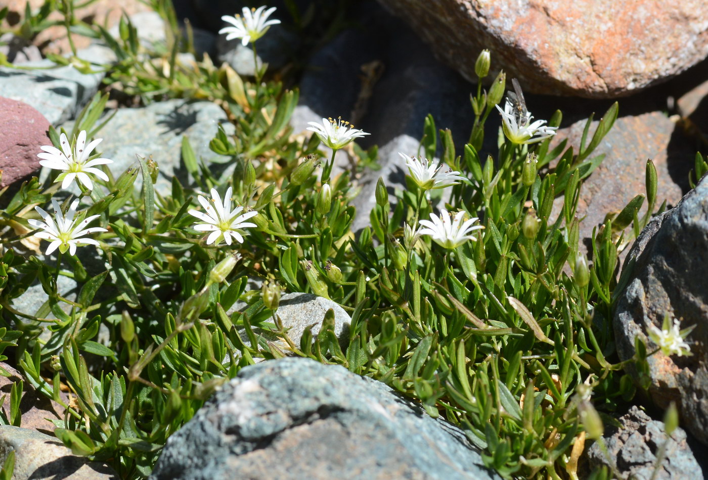 Изображение особи Stellaria brachypetala.