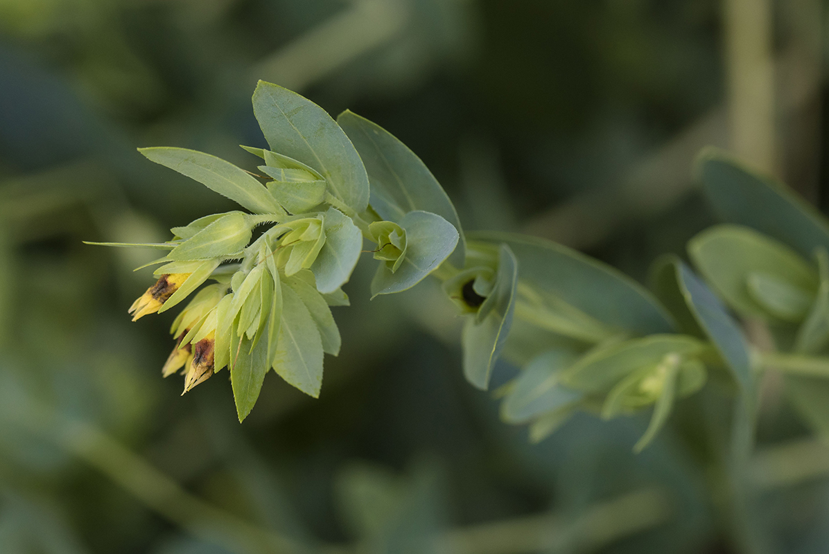 Изображение особи Cerinthe minor.