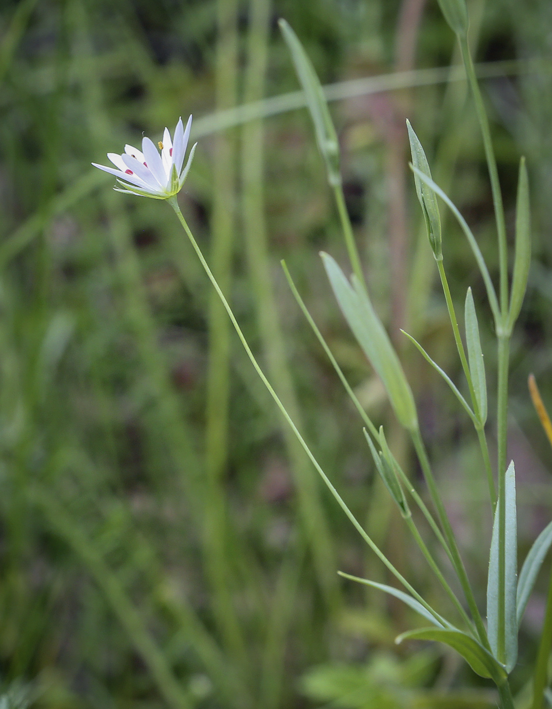 Изображение особи Stellaria palustris.