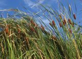 Typha laxmannii