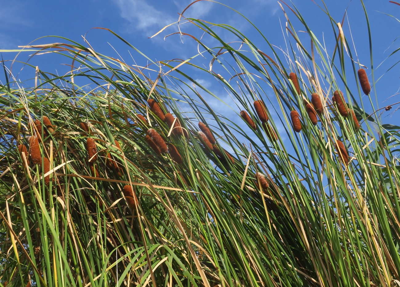 Изображение особи Typha laxmannii.