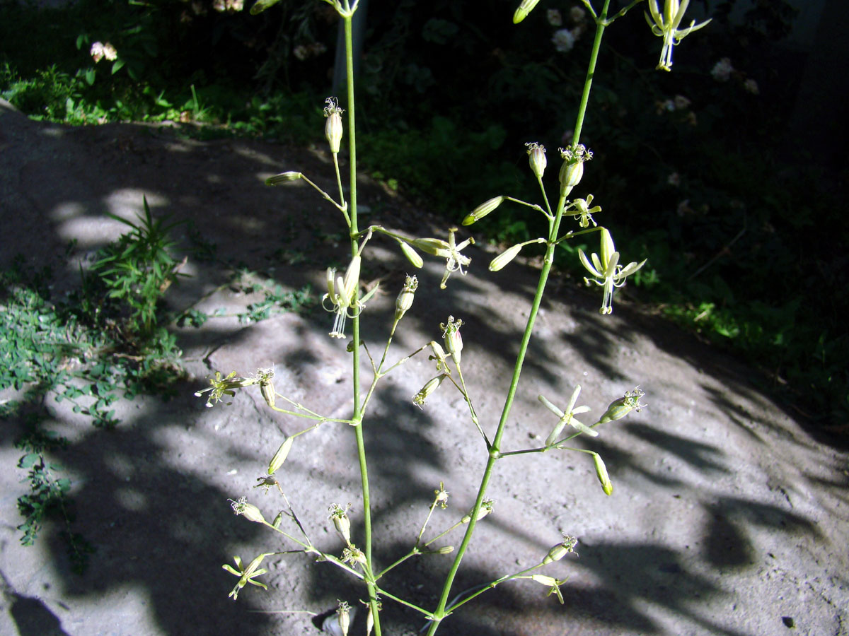 Image of Silene schugnanica specimen.