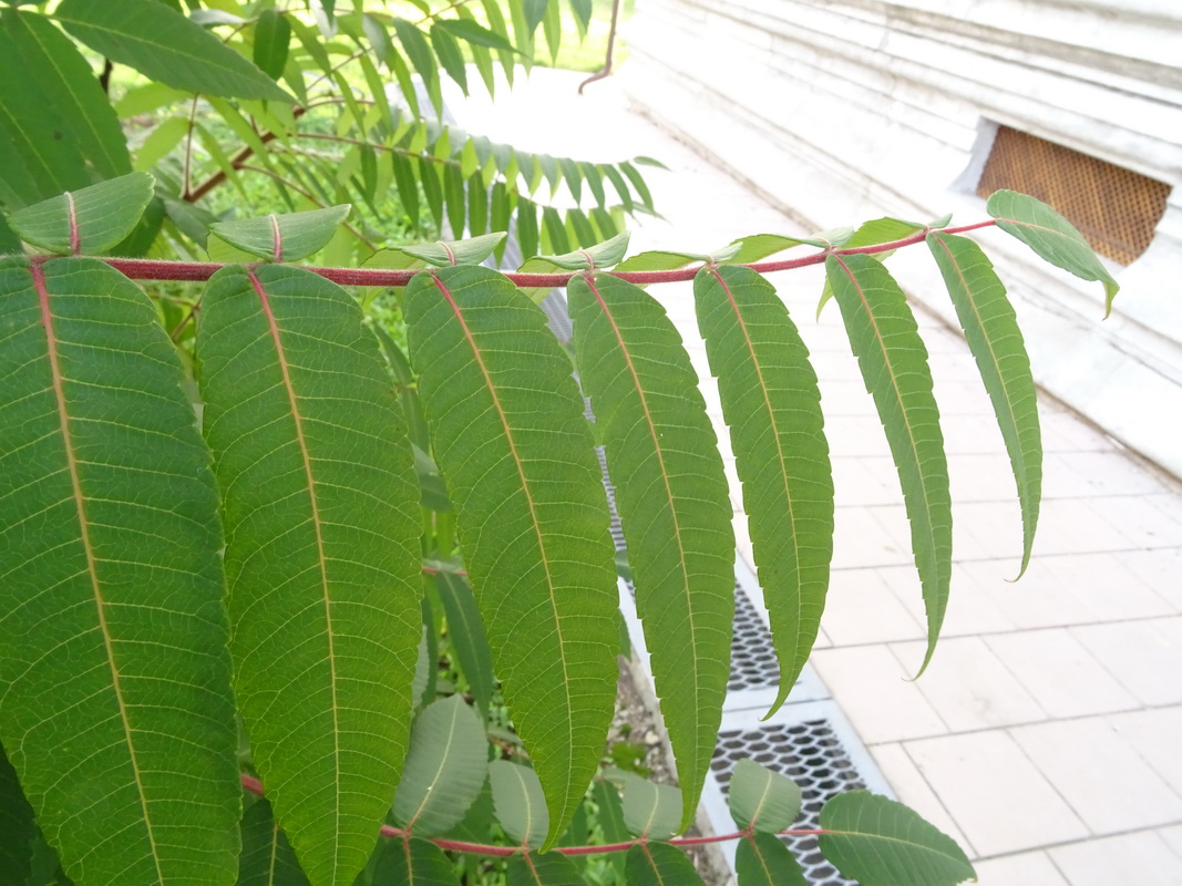 Image of Rhus typhina specimen.