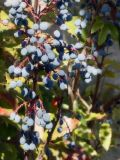 Mahonia aquifolium