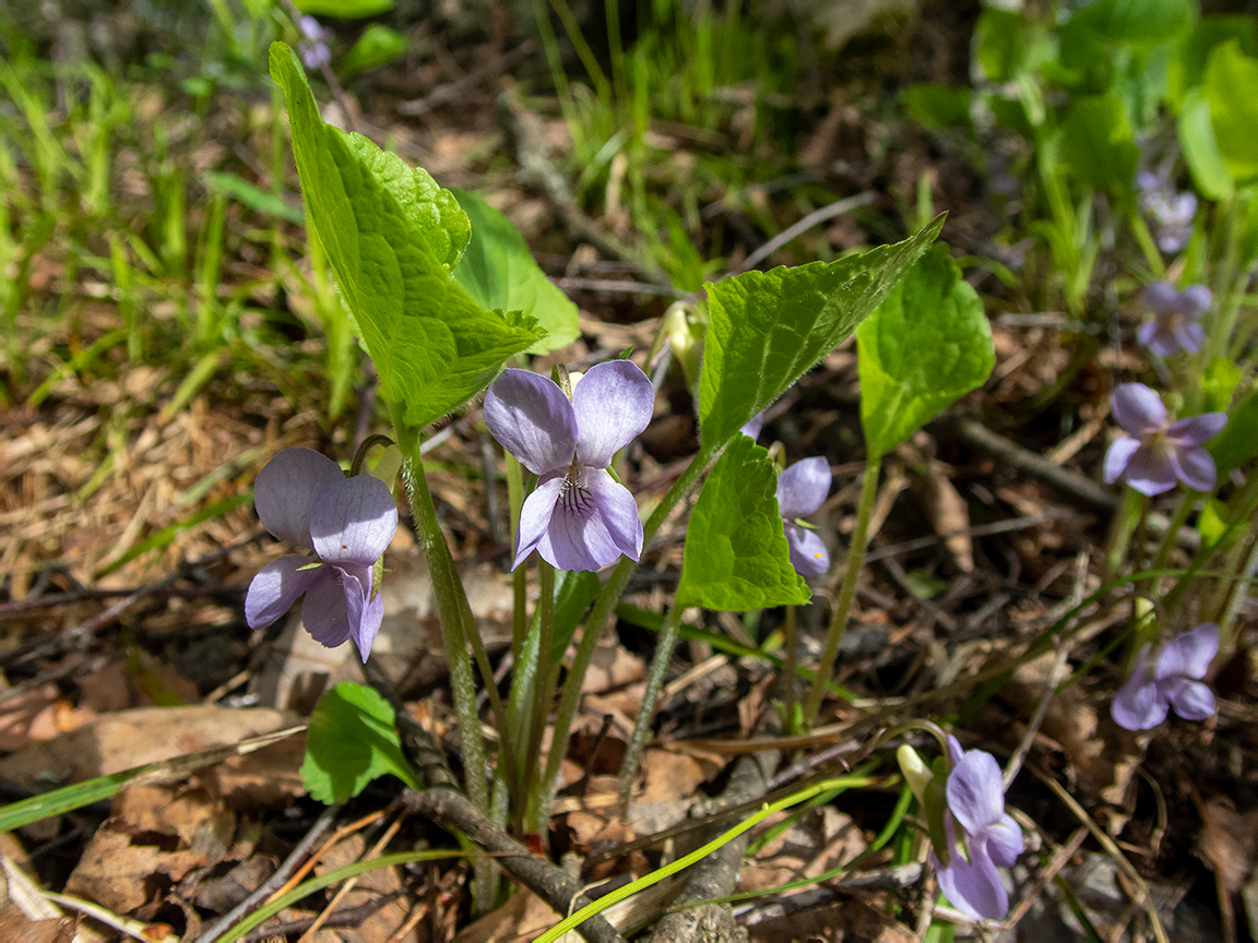 Изображение особи Viola mirabilis.