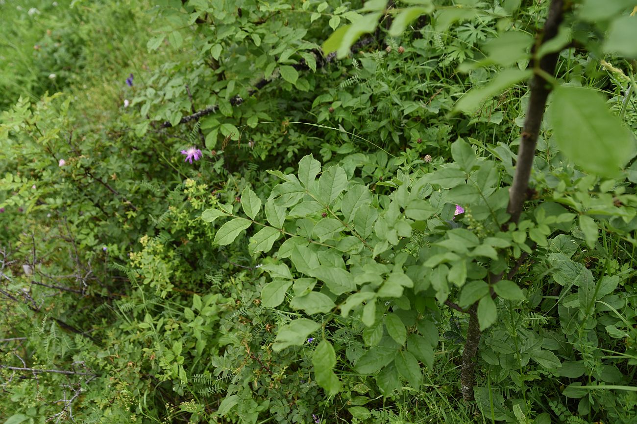 Изображение особи Fraxinus excelsior.