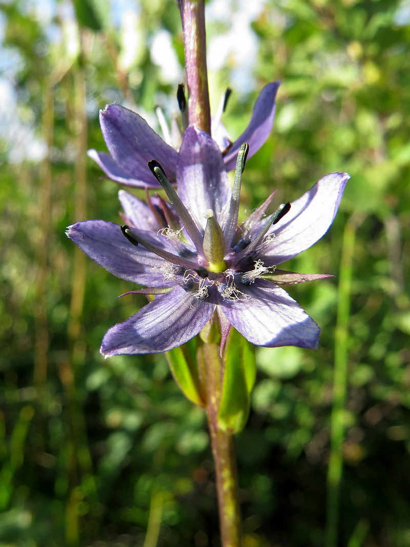 Image of Swertia obtusa specimen.