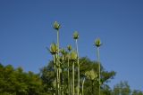 Dipsacus laciniatus