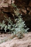 Corydalis sangardanica