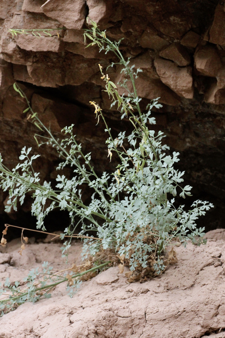 Image of Corydalis sangardanica specimen.