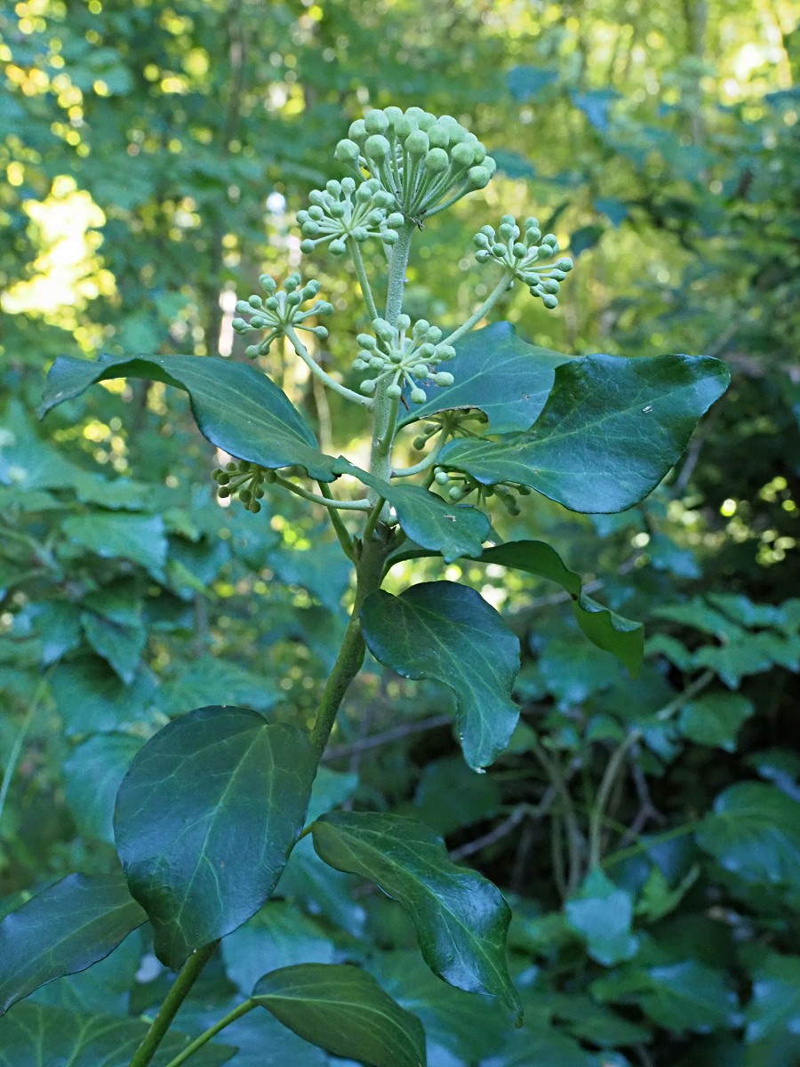 Изображение особи род Hedera.